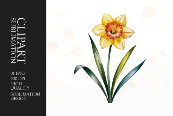 Download Daffodil Clipart PNG - Premium Resources